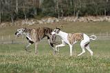 WHIPPET ET GALGO 099